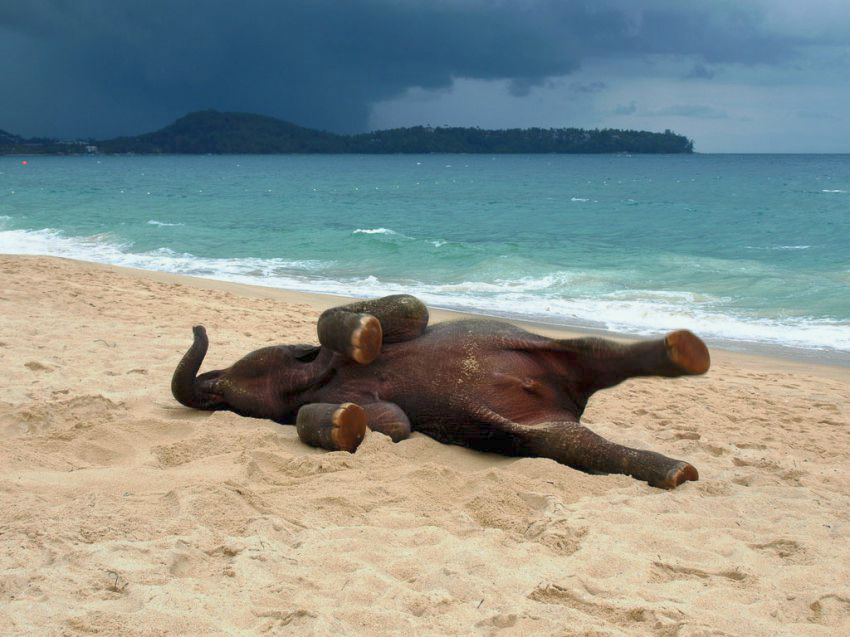 elephant-at-the-beach-2