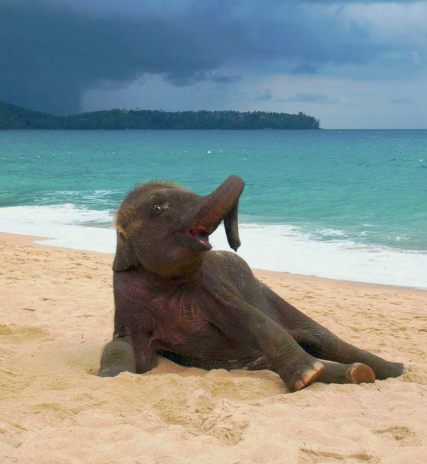 elephant-at-the-beach-3