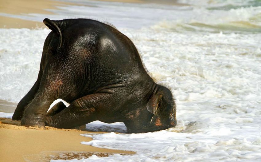 elephant-at-the-beach-4