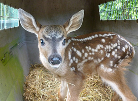 fawn