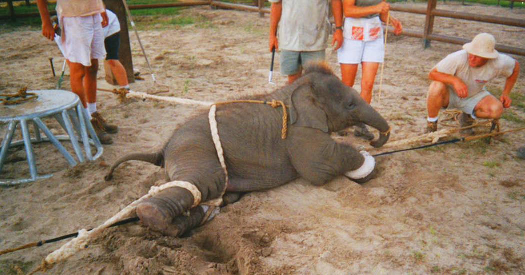 elephantabuse_1050x550